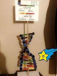 Dna Model Pom Pom Balls Sugar And Phosphate Popsicle Sticks Cytosine Guanine Adenine And Thymine Noted For Hyd Dna Model Project Dna Model Dna Project