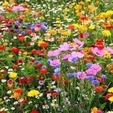 Choose a site that receives 6 hours of daylight. Free Wildflower Seeds From Airwick Freebies Lovers