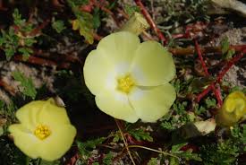 Image result for Grielum