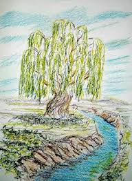 How to draw a orange tree step by step. How To Draw A Willow Tree Artofit