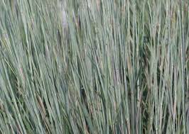 (=andropogon scoparium) a recent discovery of a native grass, which used to be widely distributed all over the great plains. Standing Ovation Little Bluestem Handpicked For You