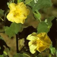 Image result for Abutilon sonneratianum