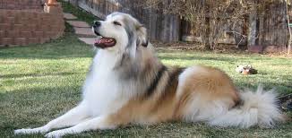 Husky bernese mountain dog mix. Great Pyrenees Husky Mix Pictures Dog Mixes Pyranees Dog Cute Dog Mixes