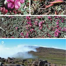 Image result for Indigofera subcorymbosa