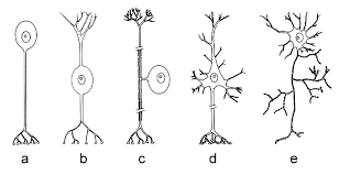 Axon, dendrit, soma, myelinscheide, synaptisches endknöpfen. 01 Neurozytologie