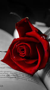 Check spelling or type a new query. Rose Mobile Wallpapers Top Free Rose Mobile Backgrounds Wallpaperaccess