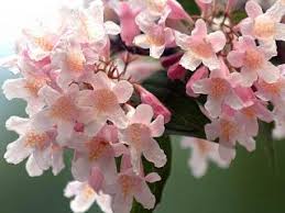 Image result for Kolkwitzia