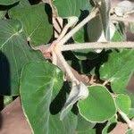 Image result for Androstachys johnsonii