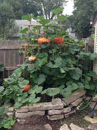 A female is easy to recognize: We Planted A Vertical Pumpkin Patch In Our Tiny Urban Backyard Offbeat Home Life