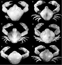 Image result for Cribbia brachyceras