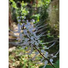 Misai kuching is also known as kumis kucing, cat misai kucing is a medicinal herb found mainly throughout south east asia and tropical australia. Pokok Misai Kucing Anak Pokok Yang Sihat Shopee Malaysia