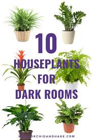 Pin On Houseplants
