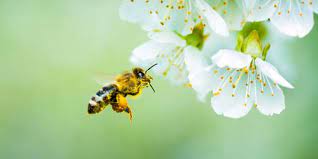 It's best to avoid eucalyptus, ferns, and. Trees For Bees And Other Pollinatorss The Arbor Day Foundation
