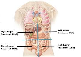 The root of a term often refers to an. Exercise 1 Pictures Vocabulary Flashcards Easy Notecards
