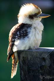Dense, irritating, miniature beast of burden. Kookaburra Native Australian Australian Animals Australian Native Animals Australian Birds