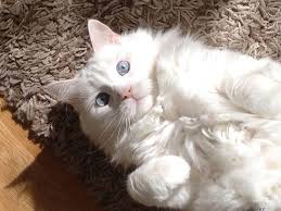 Ankara Kedisi Vucut Yapisi Kedi Blog