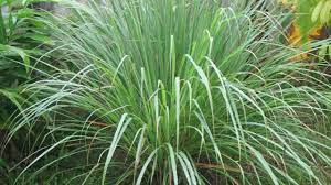 Check spelling or type a new query. Citronella Pianta Antizanzare Come Coltivarla E Utilizzarla Idee Green