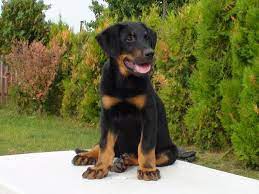 Beauceron Puppy Sitting On The Table Puppy Sitting Beauceron Puppies