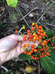 Image result for Rauvolfia vomitoria