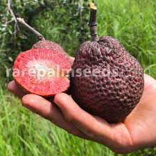 Fruit from this tree, also known as the elephant tree and the fertility tree is said to have aphrodisiac properties, and is a favorite among the gentlest giant of the african big five. Nauclea Latifolia African Red Peach Buy Seeds At Rarepalmseeds Com