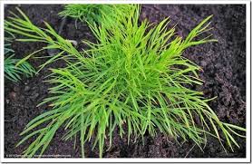Maybe you would like to learn more about one of these? Cousin Itt Moves In