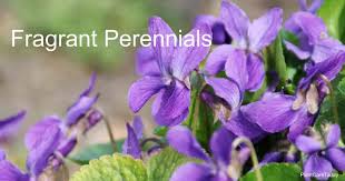 Last but not least as a bonus: 17 Fragrant Perennial Flowers For A Perfect Scented Garden