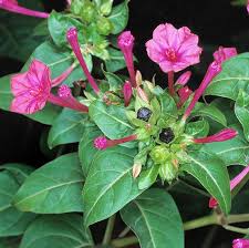 Image result for Mirabilis jalapa