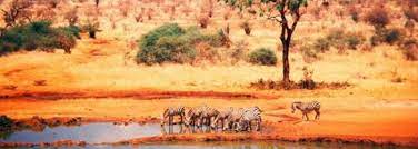 Safari tours ist seit 30 jahren experte für safaris in entdecken sie die tierwelt und natur von kenia auf einer fesselnden safari durch kenia. Safari Kenia 7 Nachte Verpflegung Flug Ab 1399