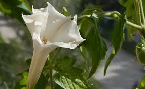 RÃ©sultat de recherche d'images pour "datura intoxication"