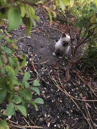 While it can seem like a. Antioch Feral Cat And Cat Colony Help Home Facebook