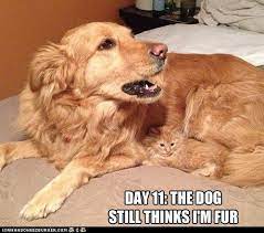What A Sneaky Kitty Funny Cat Memes Cat And Dog Memes Funny Animals