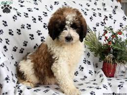 The saint berdoodle is the result of breeding a purebred saint bernard and a poodle. Saint Berdoodle Puppies For Sale Greenfield Puppies