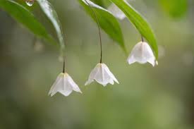 Image result for Streptopetalum