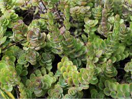 Kalanchoe Laxiflora Milky Widow S Thrill World Of Succulents Succulents Cool Succulents Planting Succulents