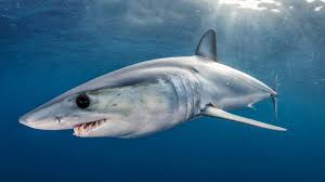 Uno degli squali più grandi al mondo, lo squalo elefante, è stato avvistato in italia. Squali In Italia Nel Mediterraneo Una Minaccia Per L Uomo