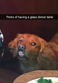 30 Funny Animal Memes With Captions Some funny pics and memes from last month.