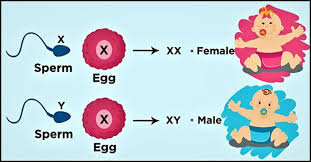 10 scientific methods and fun ways to predict baby gender