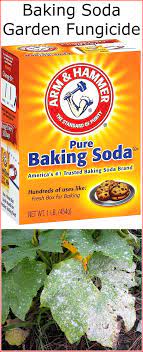 Bicarbonate of soda is a pure leavening agent. Baking Soda Garden Fungicide Baking Soda Uses And Diy Home Remedies