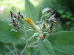 Image result for Melhania virescens