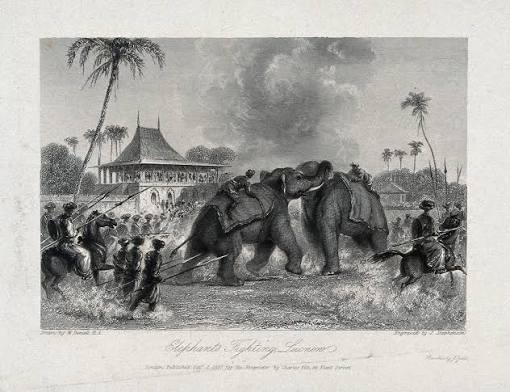 File:An elephant fight in Lucknow, Uttar Pradesh, watched by crow Wellcome V0021547.jpg - Wikimedia Commons