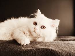 Buying kittens for sale and cats for sale could cost hundreds of dollars; First Online Pet And Farming Animals Birds Store