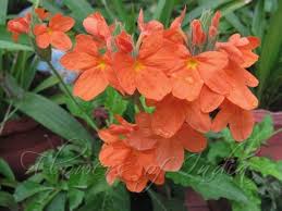 Image result for Crossandra infundibuliformis