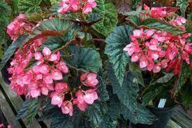 Begonia Summer Assignment Begonia Special Flowers Flowers