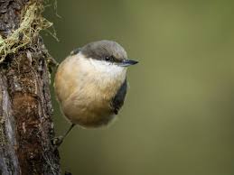 Image result for Pavetta pygmaea