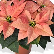 Poinsettia Variety Viking Cinnamon From Dumman Learn To Care For Poinsettias At Https Www Houseplant411 Com Christmas Plants Poinsettia Flower Poinsettia