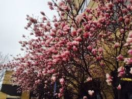 Maybe you would like to learn more about one of these? Seedling Sale Begins In Northern Virginia Reston Now