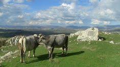 Facebook gives people the power to share and makes the world. Goran Obad Goranob85 Profile Pinterest