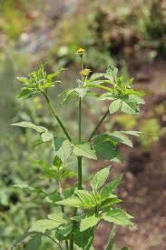 Image result for Bidens pilosa