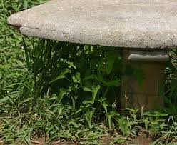 Image result for Tragia okanyua