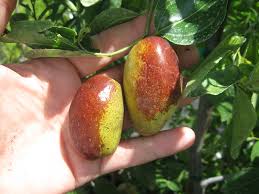 From evergreens to fruit trees and more, these plants. Ga 866 Jujube Tree